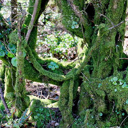 1-moss